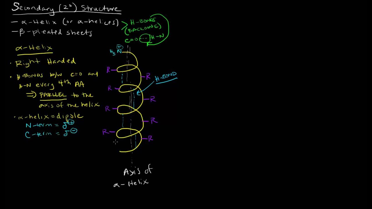 Структура белка (часть 2 из 4) – Вторичная структура – ​​Альфа-спираль
