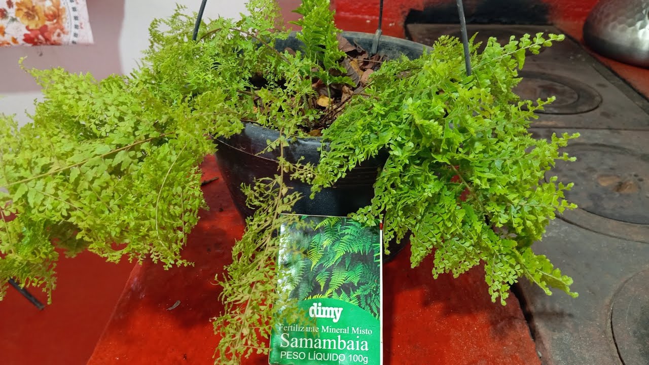 vitamina pra samabaia 💞 faxina na sala 🌺 peguei mudinhas na estrada 🌺💞