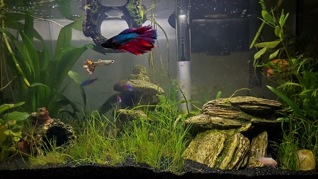 10 Gallon Freshwater Tank 