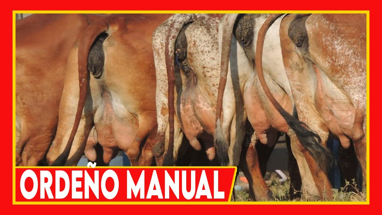 🔴 GANADERIA LECHERA ✅ Ordeño Manual 🏆 Vacas Lecheras Cow