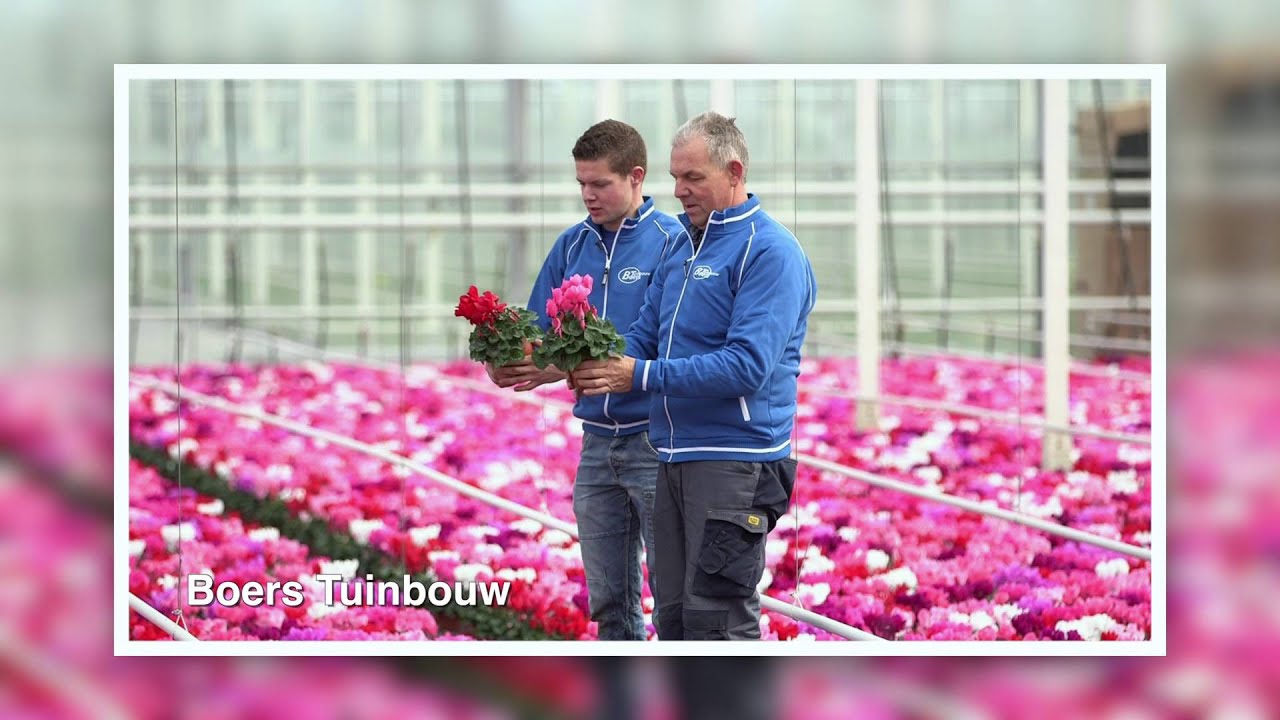 Boers Tuinbouw vertelt over de Cylamen Super Serie