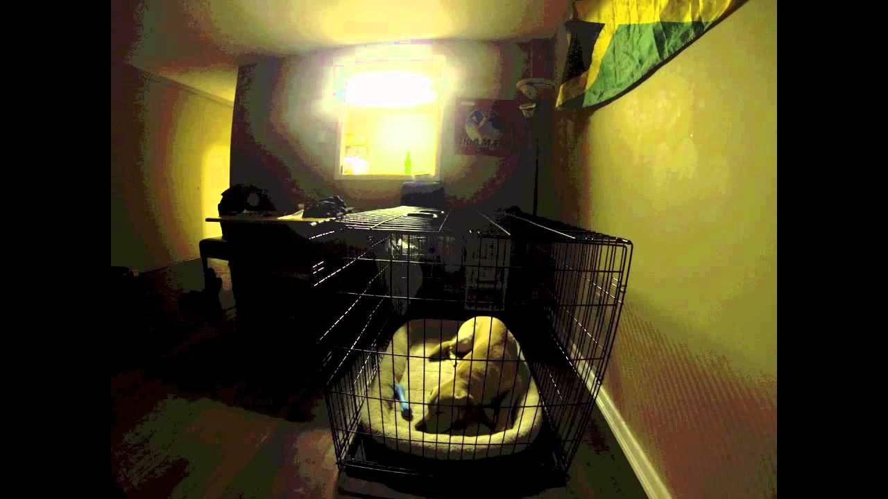 Dog Time Lapse - Crate Rest