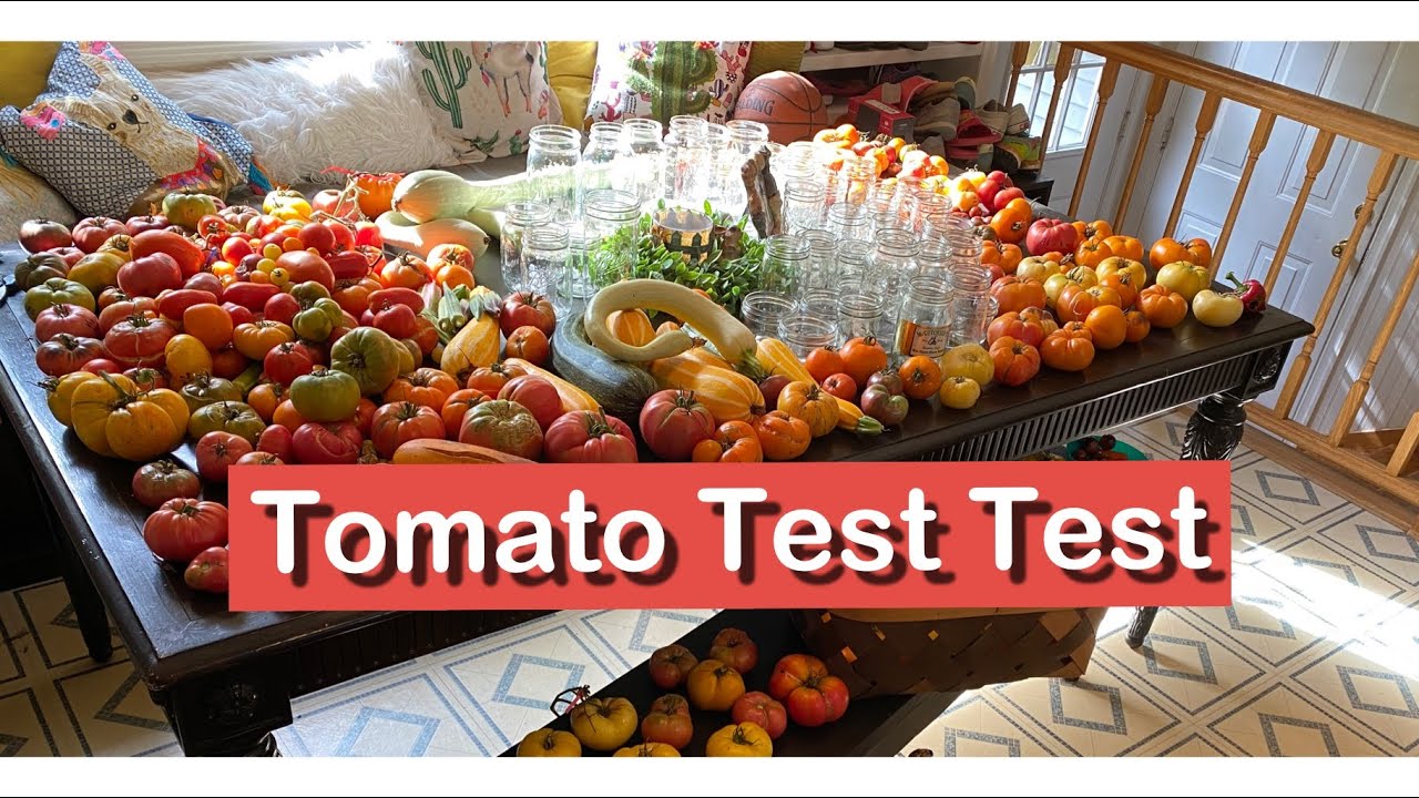 Tomato Taste Test 2022//10 heirloom varieties