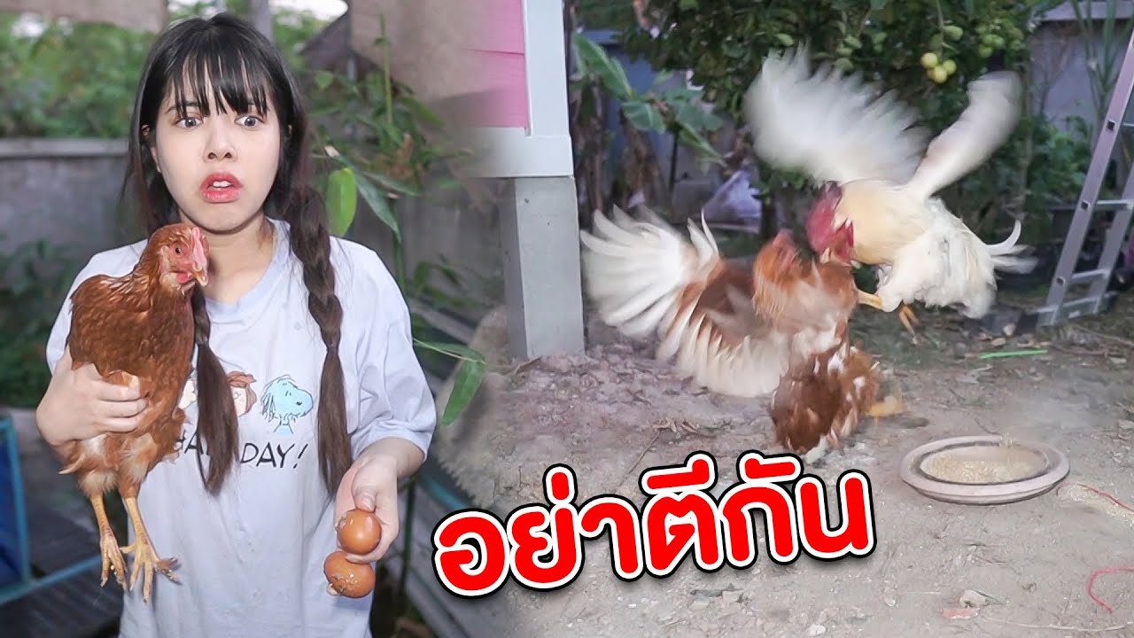 ไก่หลงทาง มันทำอะไรกัน ?!