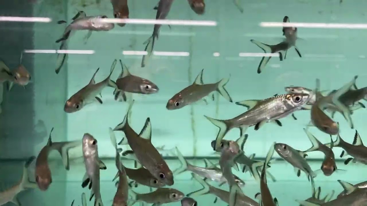Koi Care Hoekschewaard doet weer groot inkopen bij aquafarm en dat is hard werken en erg leuk!