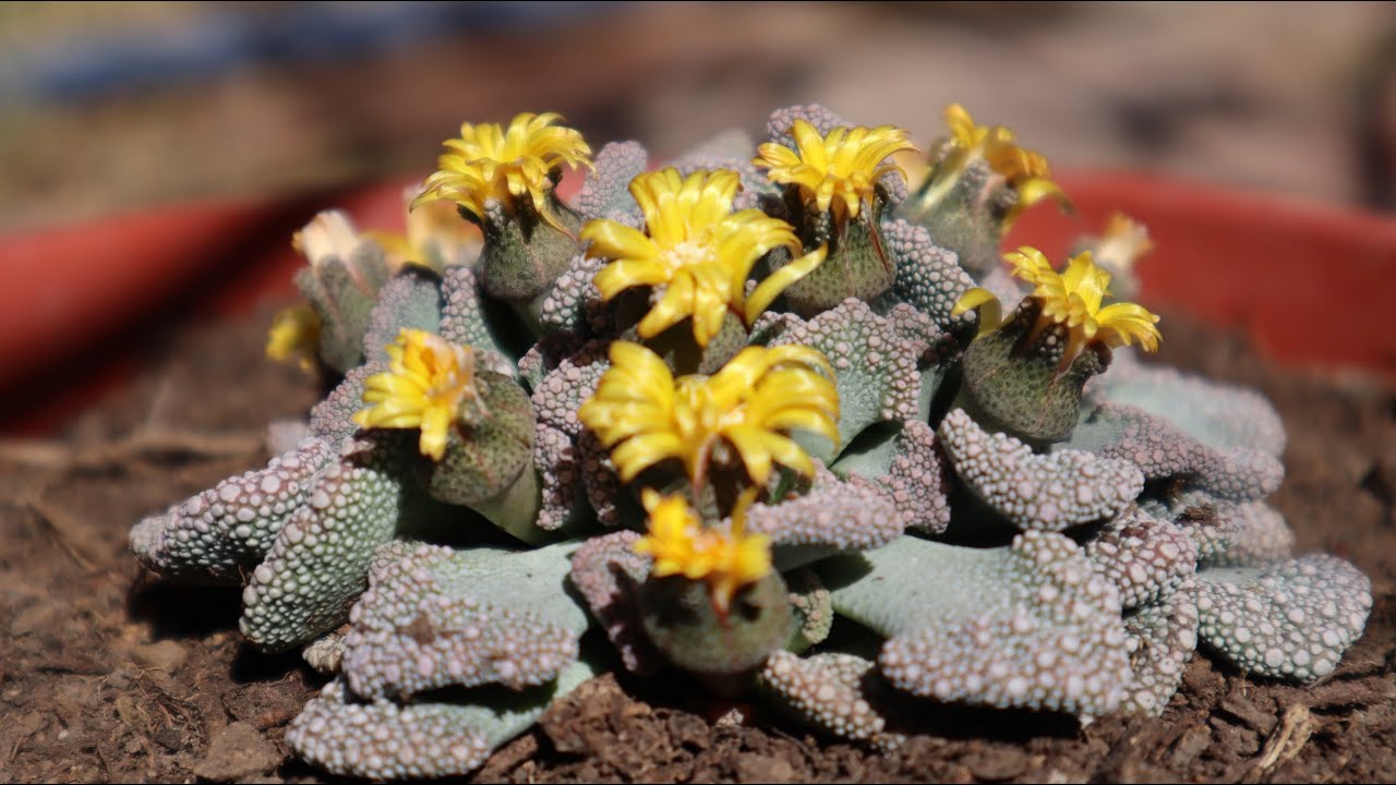 Cuidados de la Titanopsis calcarea - Piedra Viva - Hoja de Cemento
