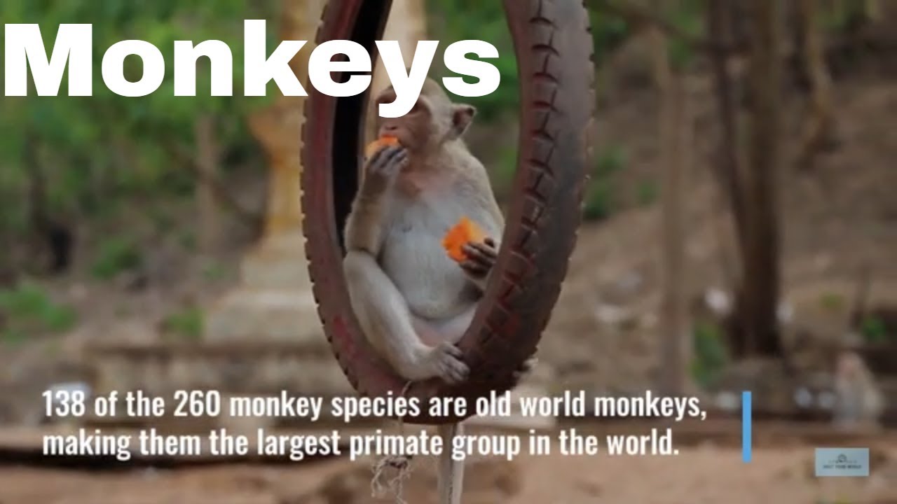 Meet the Old World Monkeys