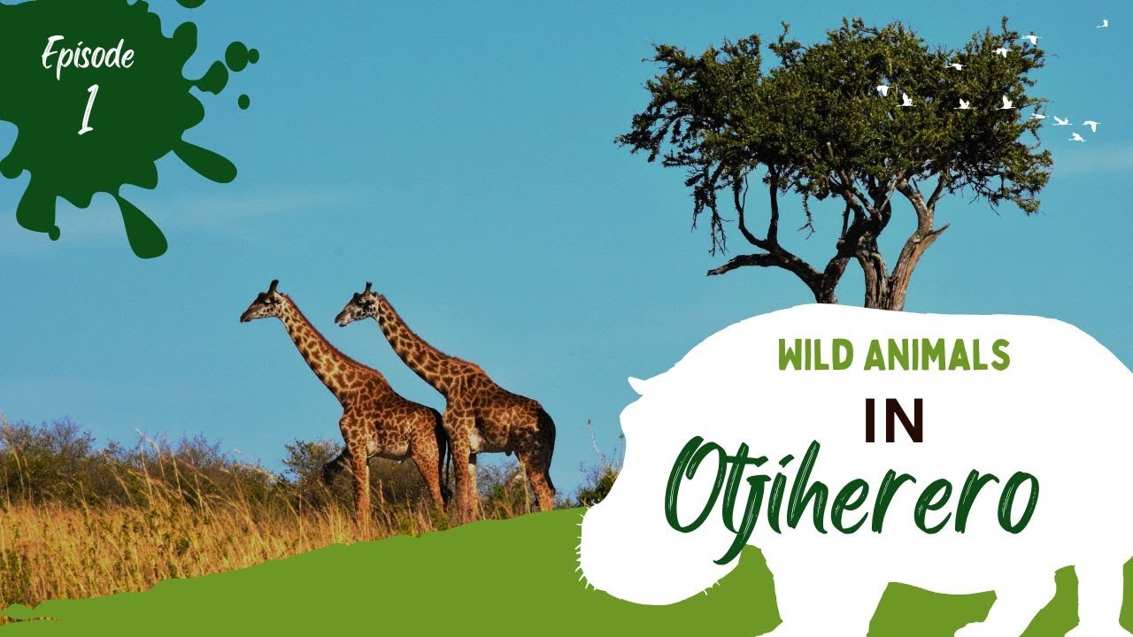 Ovipuka vyokuti Wild Animals in Otjiherero – Fun Learning for Kids! 🦒🐘