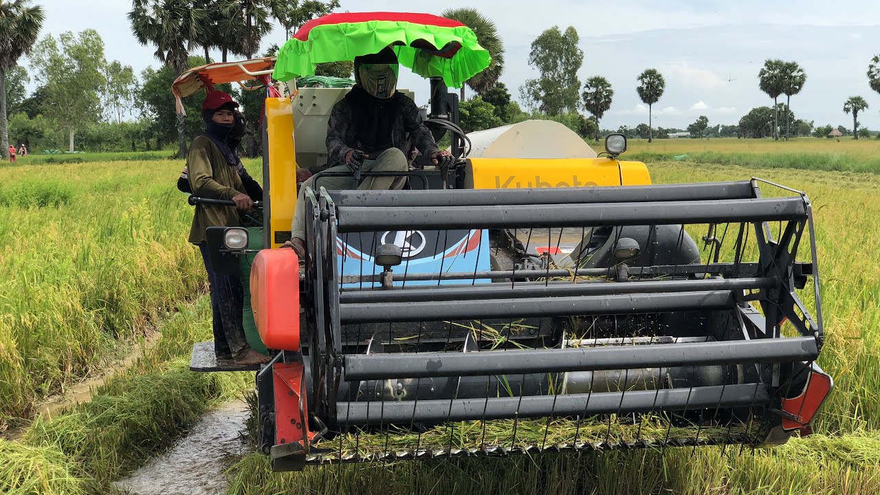 Kubota Harvester At Work In Rice Harvesting