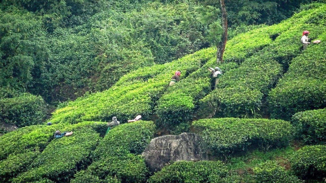 Munnar's rolling tea plantations | idukki