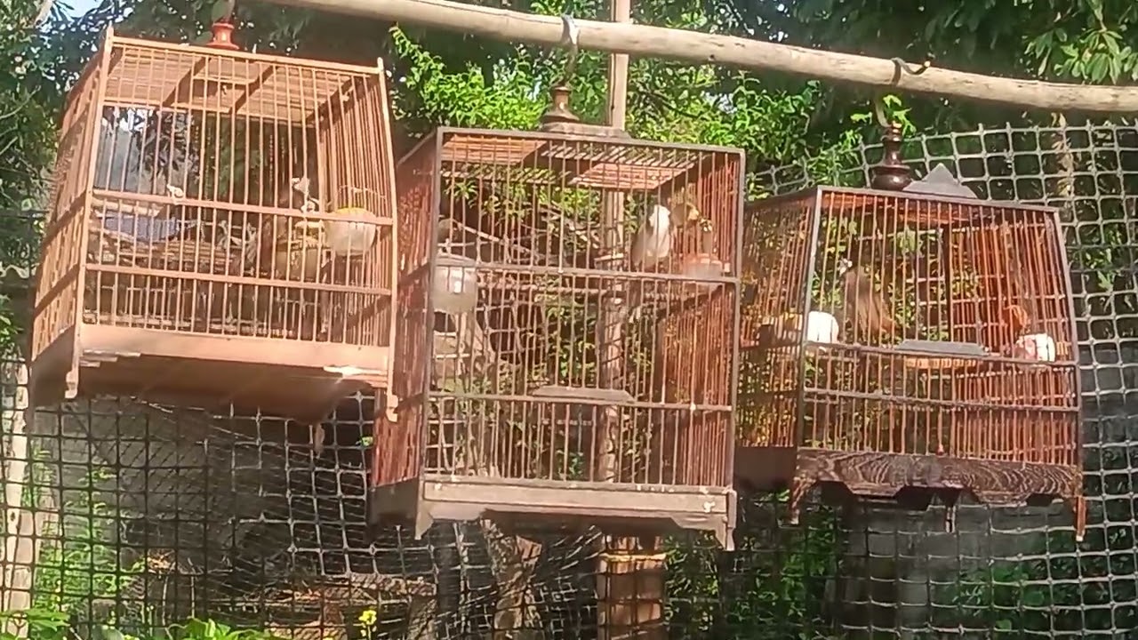 Sia sẻ cho ae xem những con chim nhà mình xem có dấu k ae nhé 0973720491