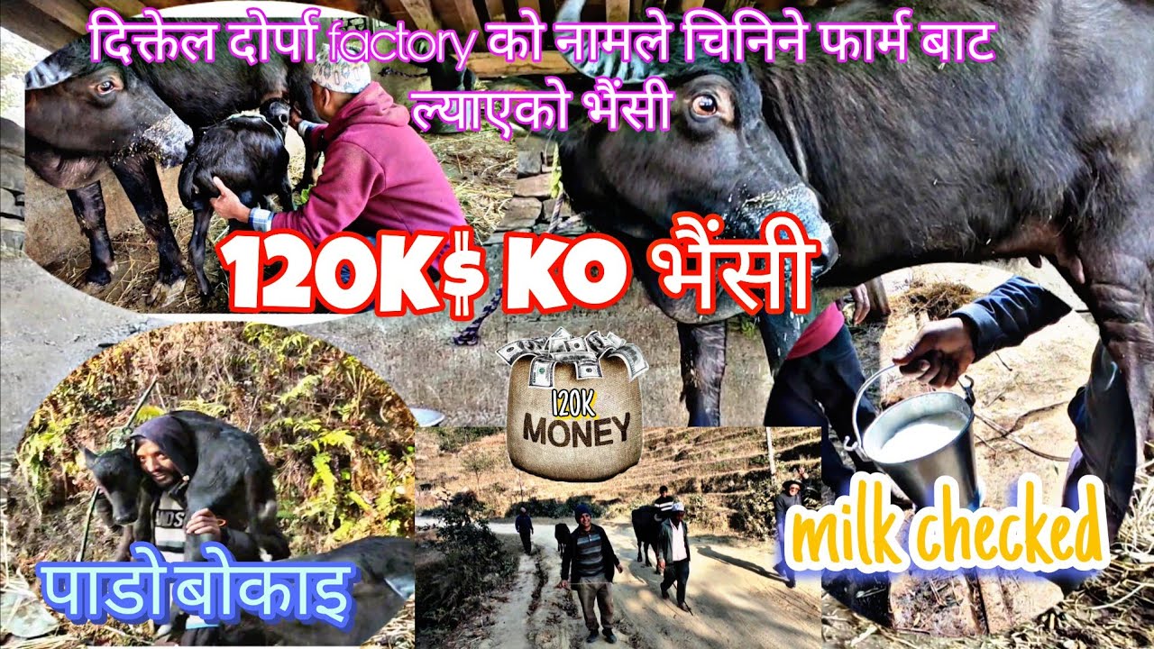 राता राता आँखा भएको, हेर्दै रिसाहा जस्तो अन्चम्म को भैंसी पनि किनियो||120k $||😯