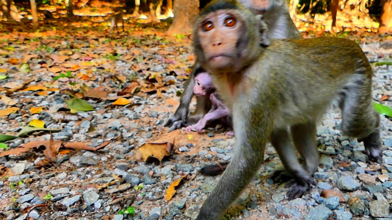 Amelia hungry food and baby monkey Amina need play brother