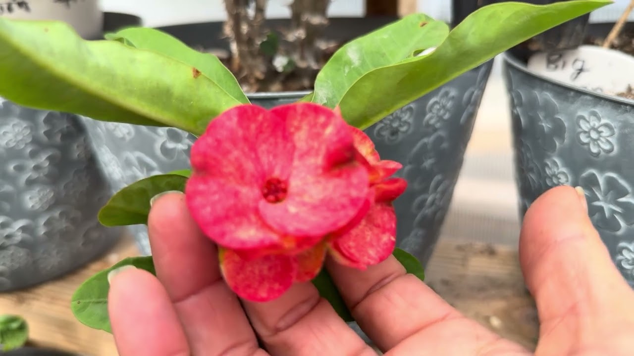 Hola mostrando las ganadoras y flores demy gardin . Miércoles de senisa fevero 18