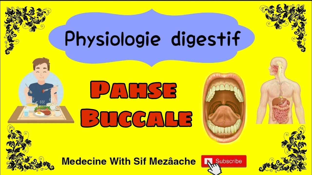 1/ Phase Buccale | Physiologie 2éme Med