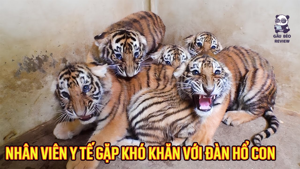 Nhân viên y tế đối mặt với khó khăn trong việc tiêm phòng cho đàn hổ con