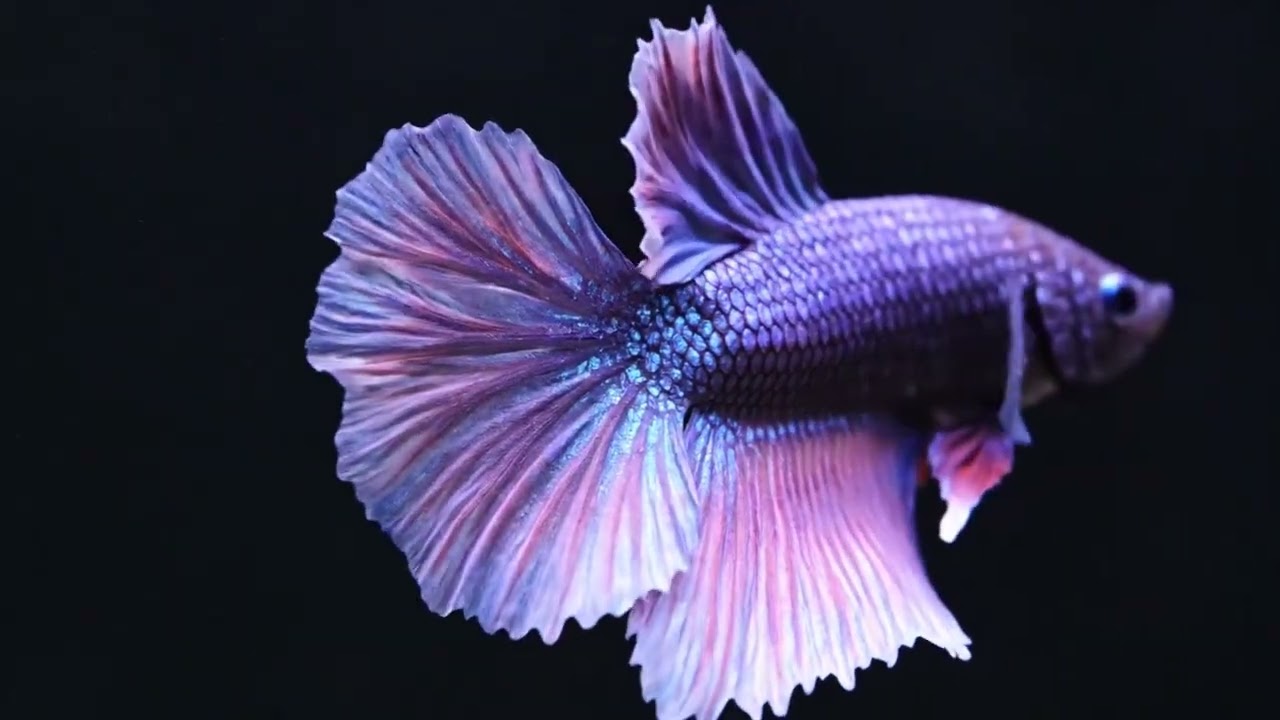 Cat TV: 4K Betta Fish in Black Aquarium 🐠 Soothing Music for Lonely Cats 🐾