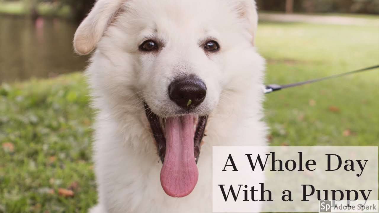 A whole day with a puppy | White Swiss Shepherd | 11 weeks old