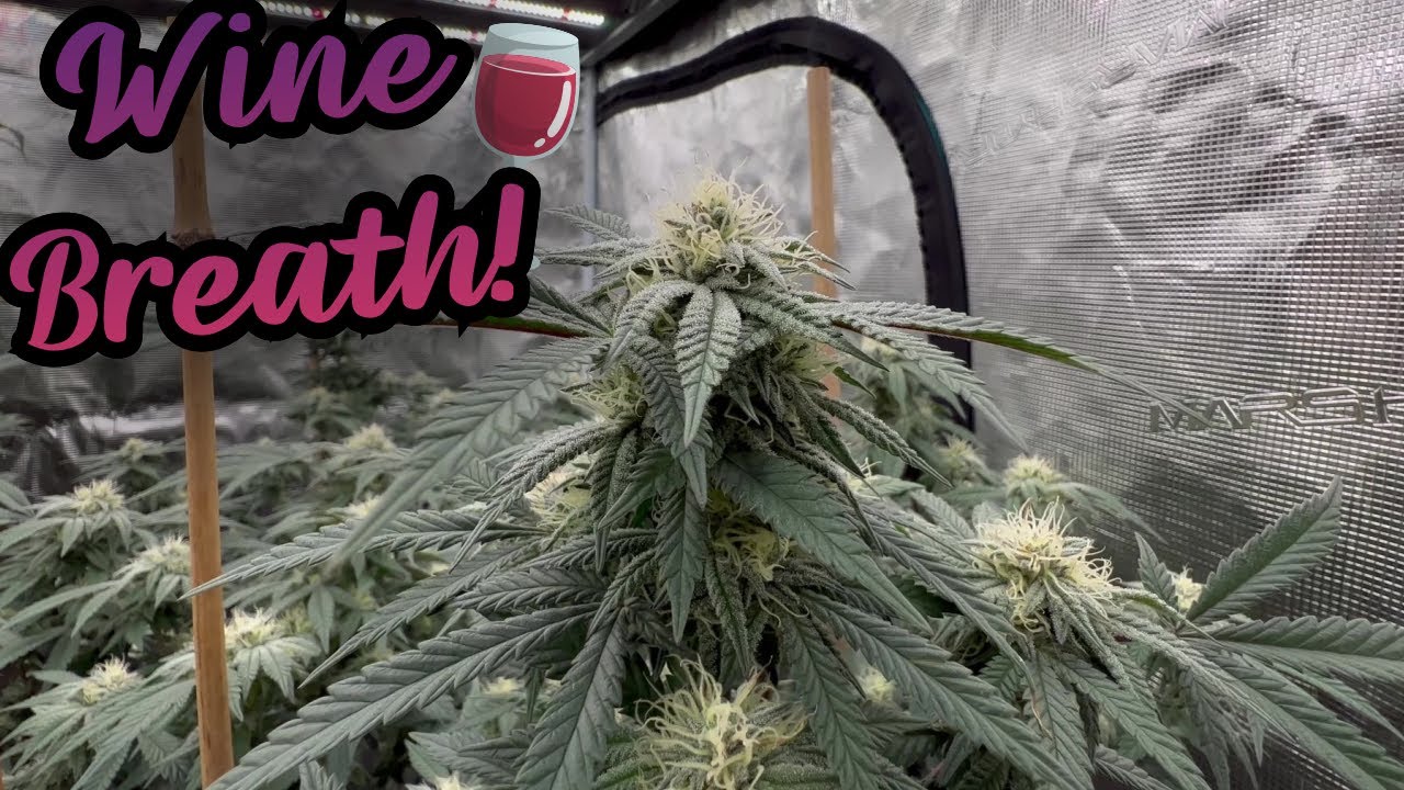 Cannabis Grow Week 5 Flower in 4x4 Grow Tent ! Mars Hydro FC-6500 Dosidos #GrowTent #Flower #Organic