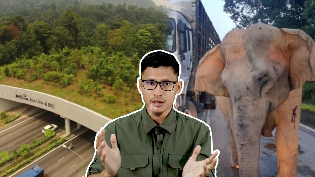 Malaysia Tak Ada Ke Jambatan untuk Haiwan?