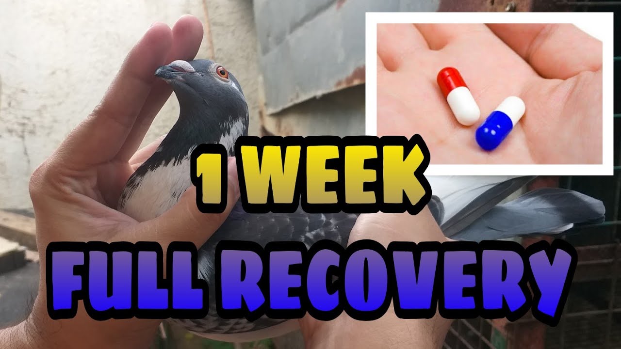 GAMOT SA BALELENG NA KALAPATI | PMV CURE