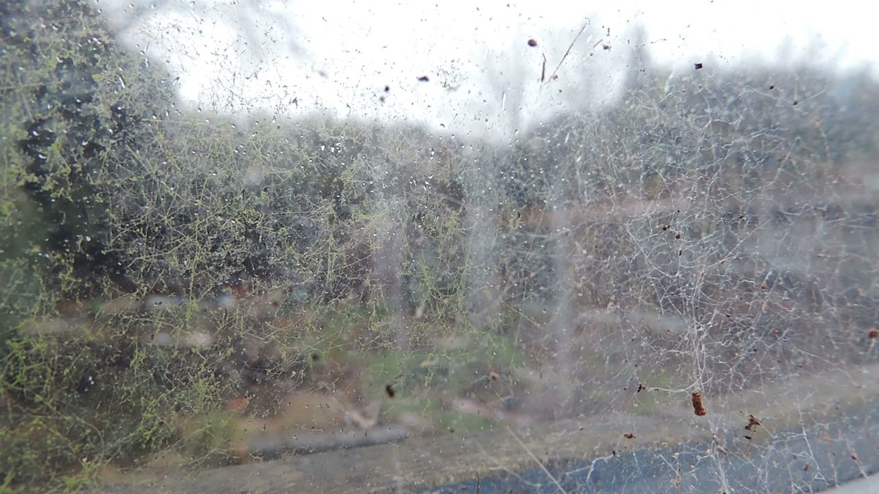 ASMR | Light Rain in Greenhouse | VLOG
