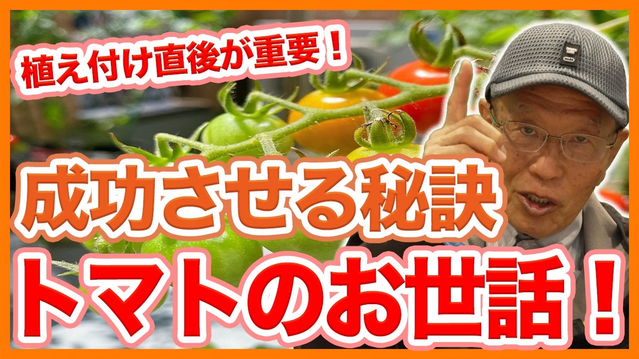 家庭菜園や農園のトマト栽培を成功させる植え付け！植え付け直後の注意点とトマトの育て方！【農家直伝】