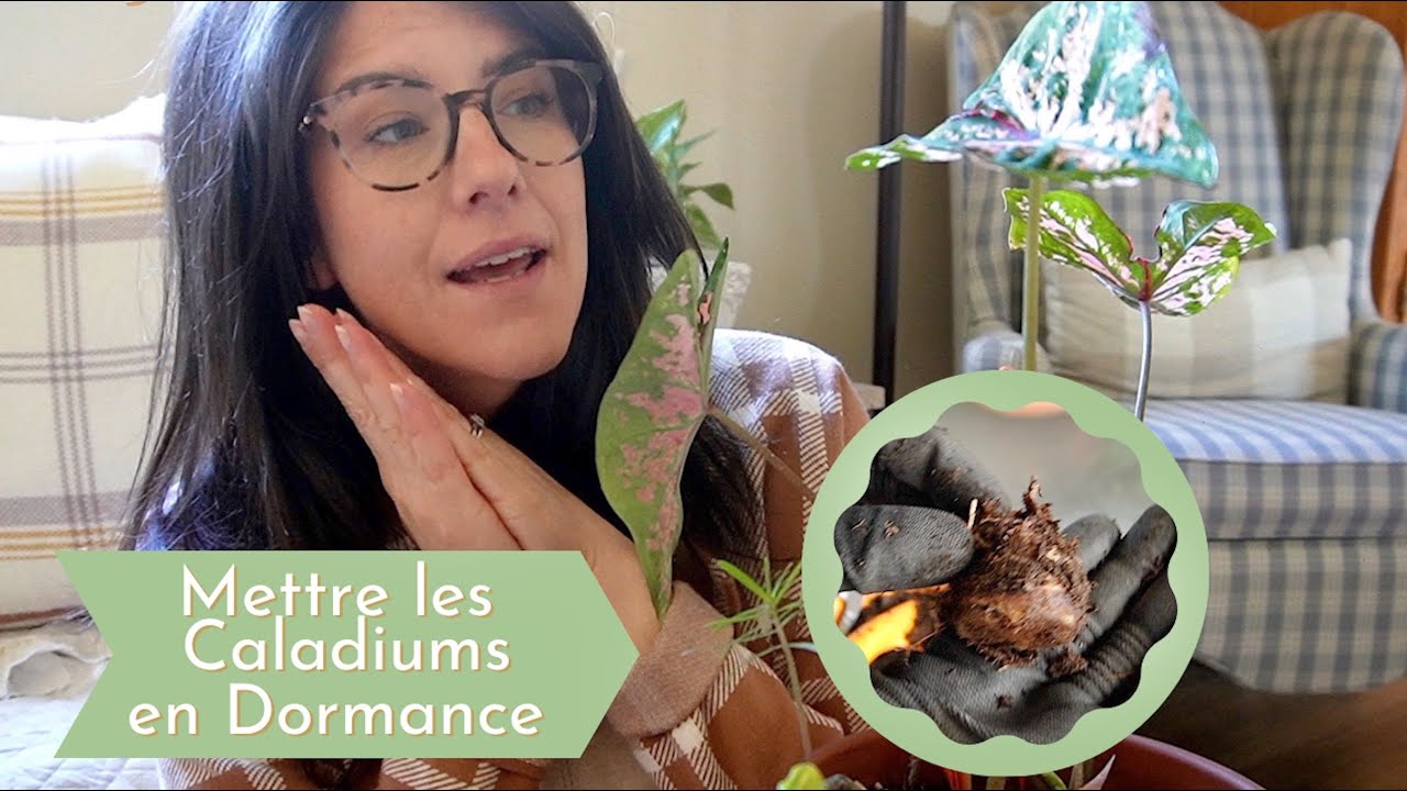Caladiums : Comment les mettre en dormance