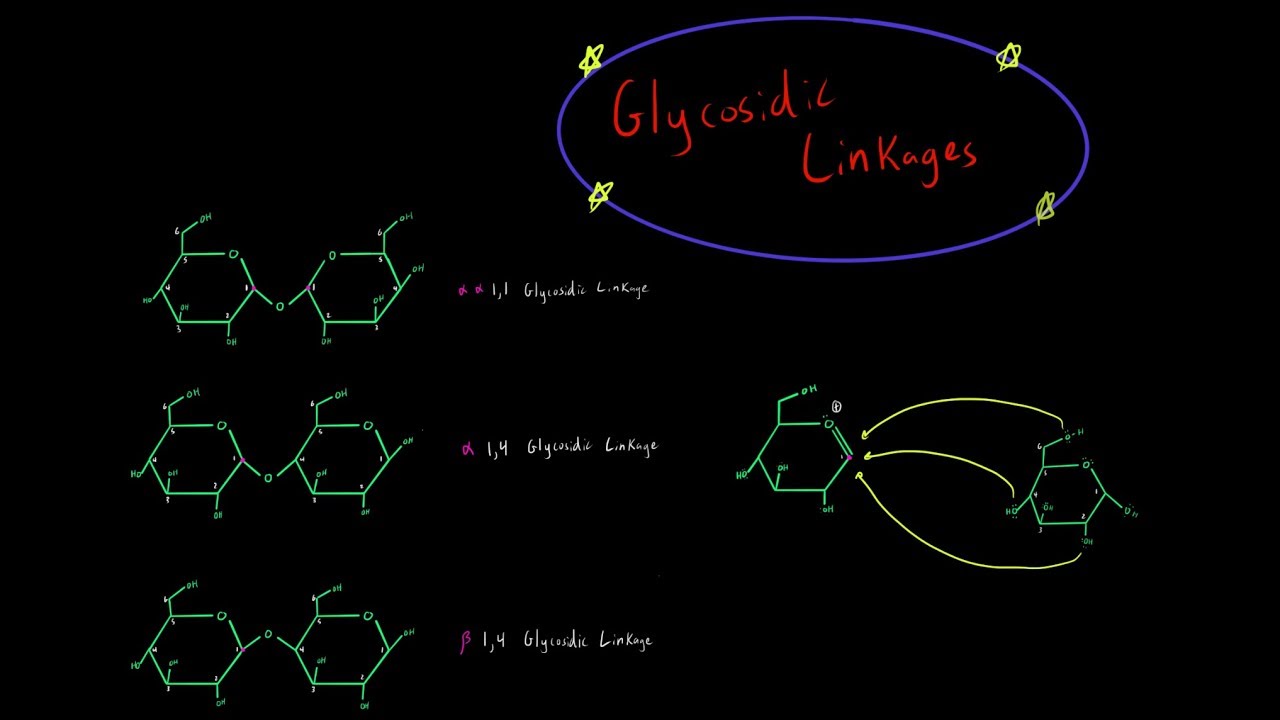 How Glycosidic Linkages are Formed (Organic Chemistry Mechanism) Carbohydrate Biochemistry MCAT