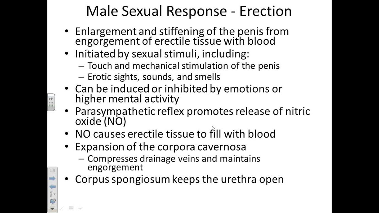 A&P II Chapter 27 Male reproductive system