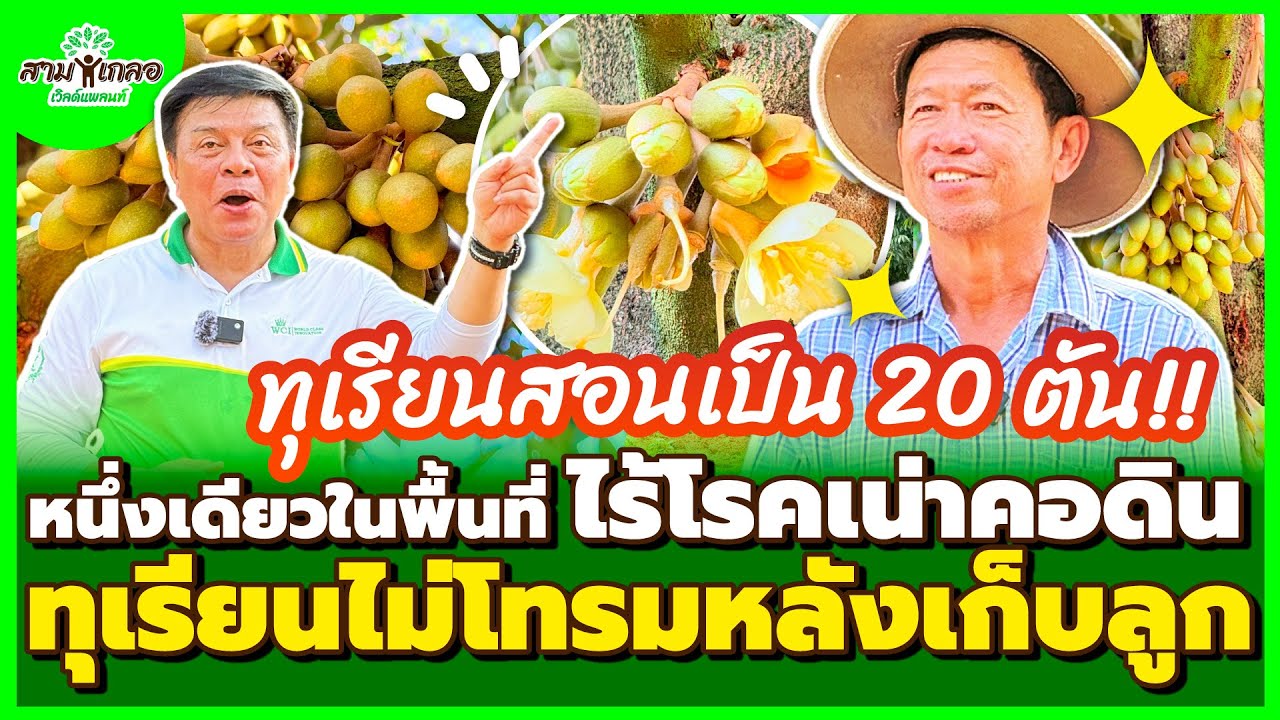 สามเกลอเวิลด์แพลนท์ ทุเรียนต้นไม่โทรมหลังเก็บลูกใบใหญ่ตึง ไม่มีโรคเน่าคอดินมากวนใจ 