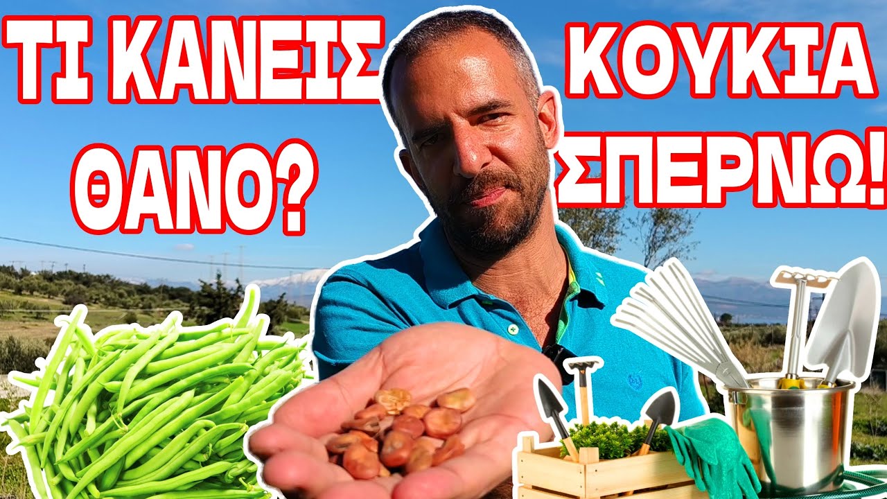 Πώς Φυτεύω ΚΟΥΚΙΑ | Σπορά & Καλλιέργεια! Βελτίωση εδάφους με Άζωτο, Ψυχανθή Λίπανση Εδαφοβελτιωτικό!