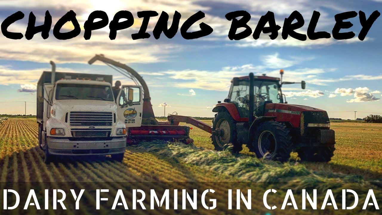 Making Barley Silage!!