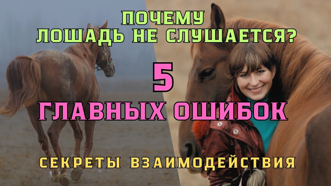 Почему лошадь не слушается? 5 главных ошибок всадника