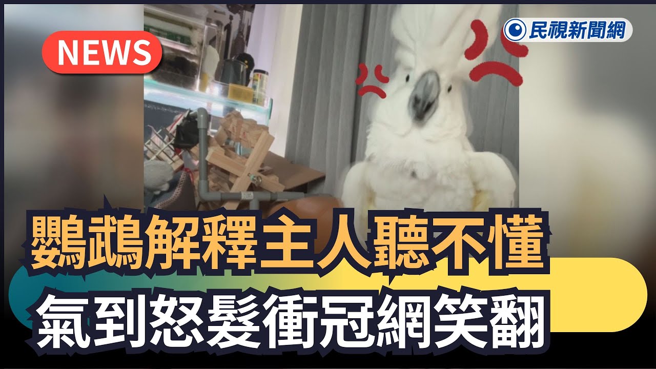 發燒新聞／鸚鵡解釋主人聽不懂　氣到「怒髮衝冠」網笑翻｜#全民話燒｜民視新聞｜