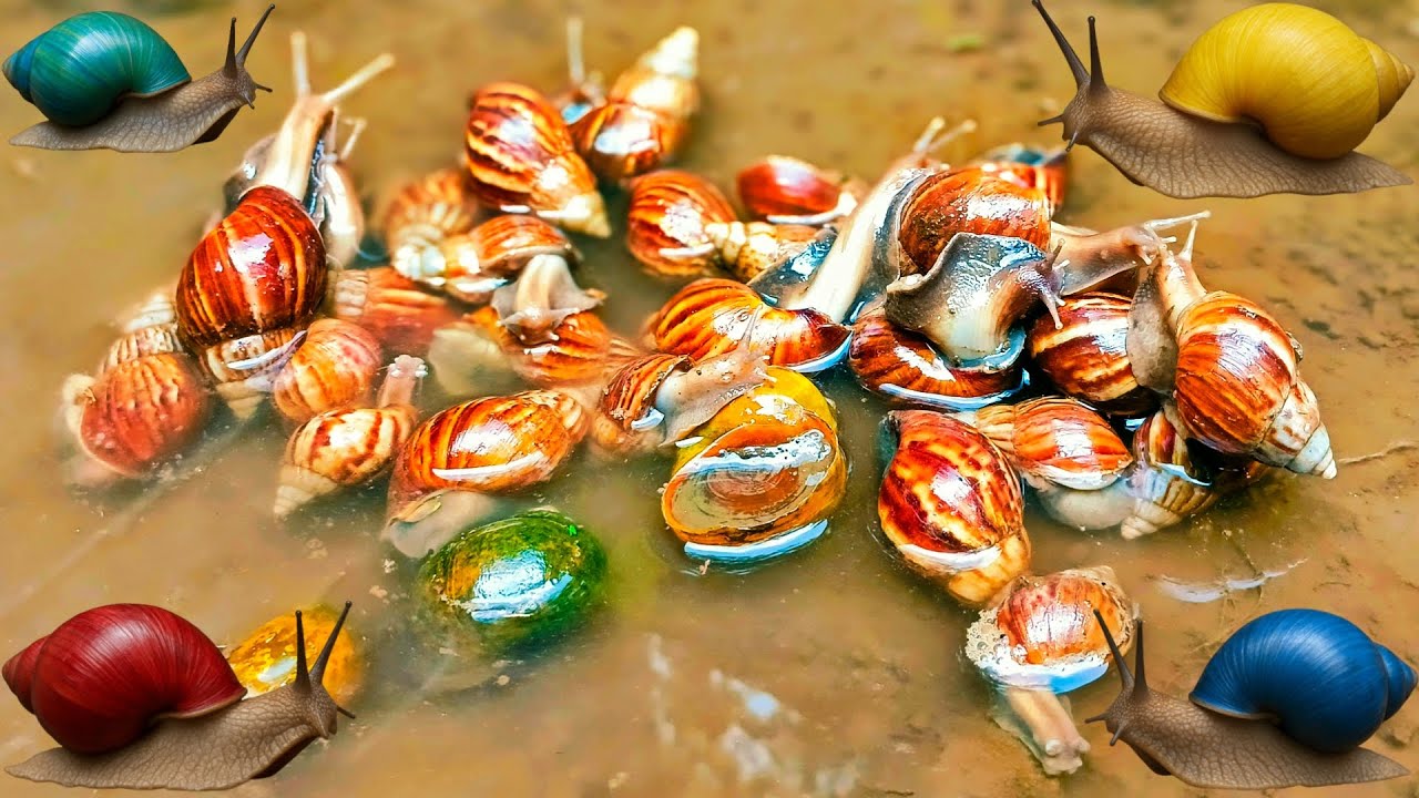 Hunting snail, catching snail, menemukan siput, bekicot, keong, kaki seribu, cacing, keong mas