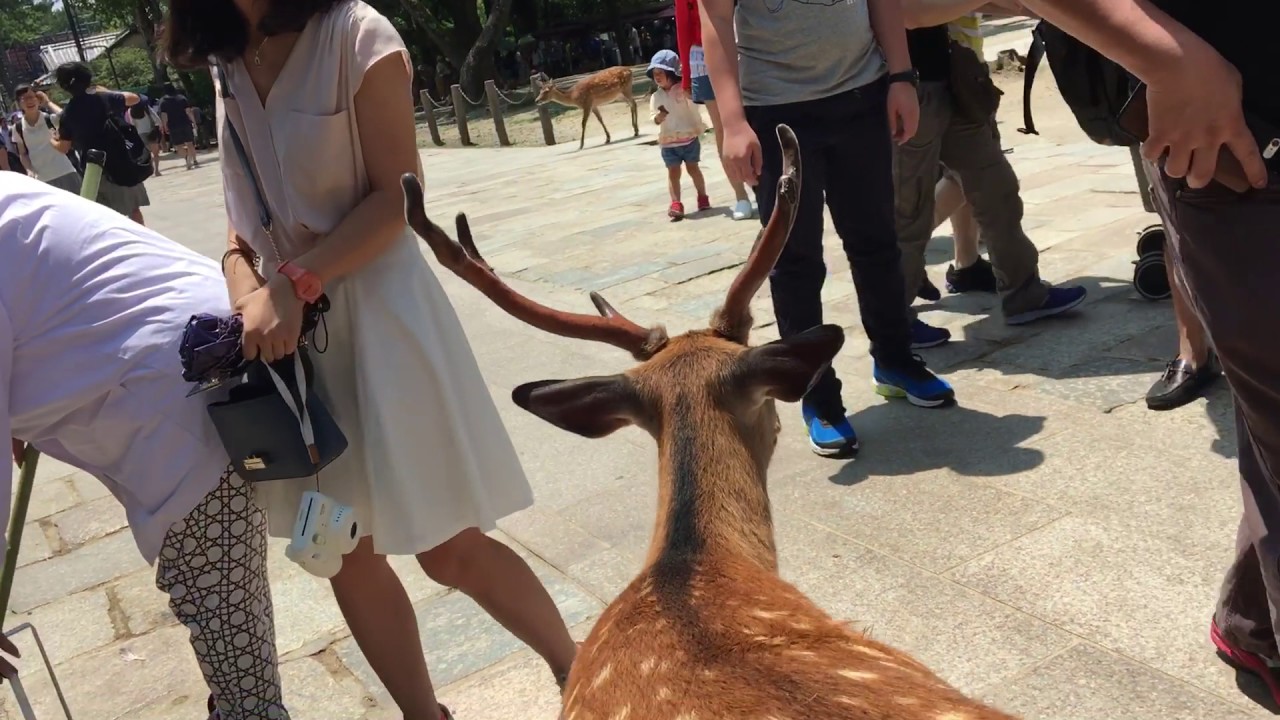 Nara Park, Japan (7.21.16)