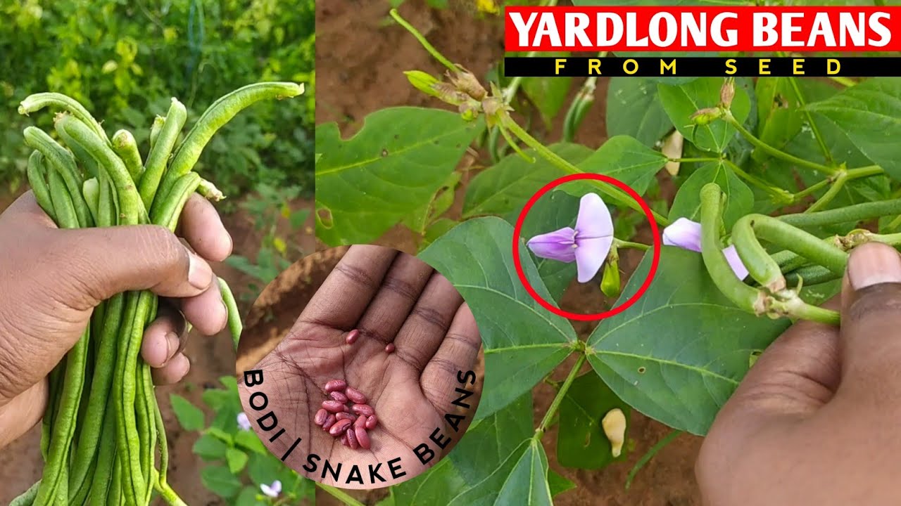 How to Grow Yard Long Beans from Seed | Seed to Harvesting | Full Process | The Smart Gardener
