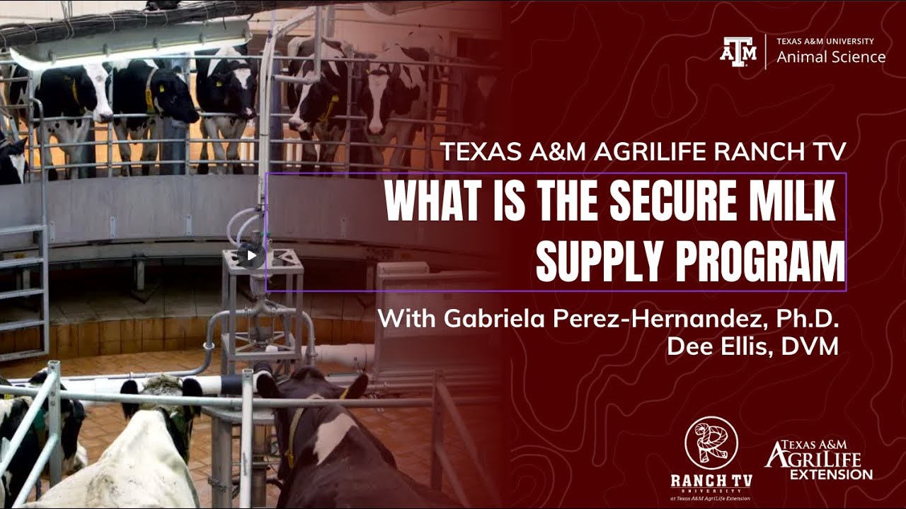 Что представляет собой Программа обеспечения бесперебойного снабжения молоком?