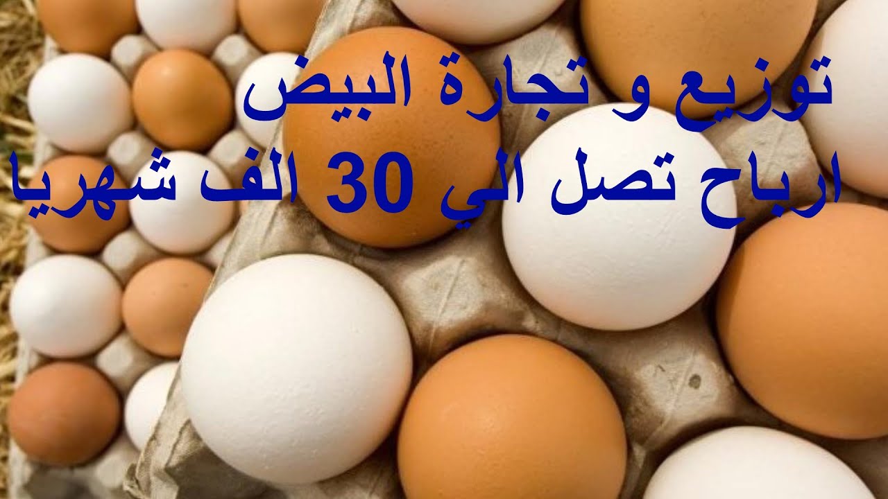 مشروع توزيع البيض على تجار التجزئه مشروع مربح جدا
