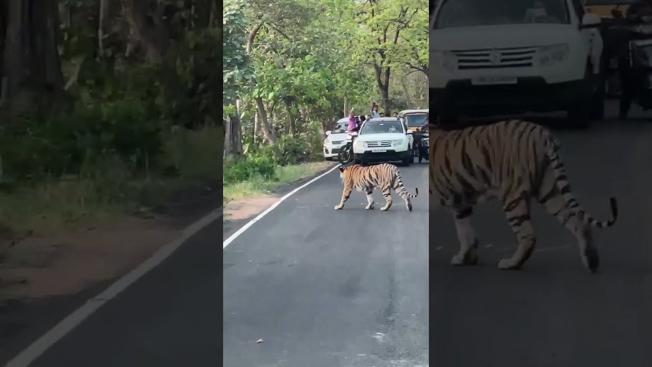 Tiger crossing on busy road