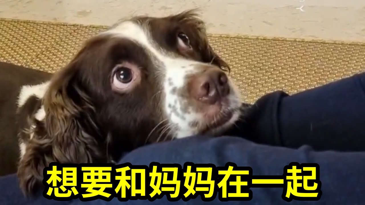梦里有妈妈的味道……#萌宠日常记录 #史宾格犬#我家毛孩子
