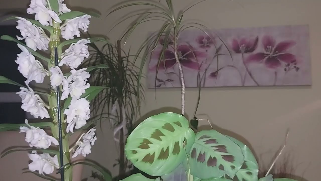 Dracena - inmultirea prin butasi