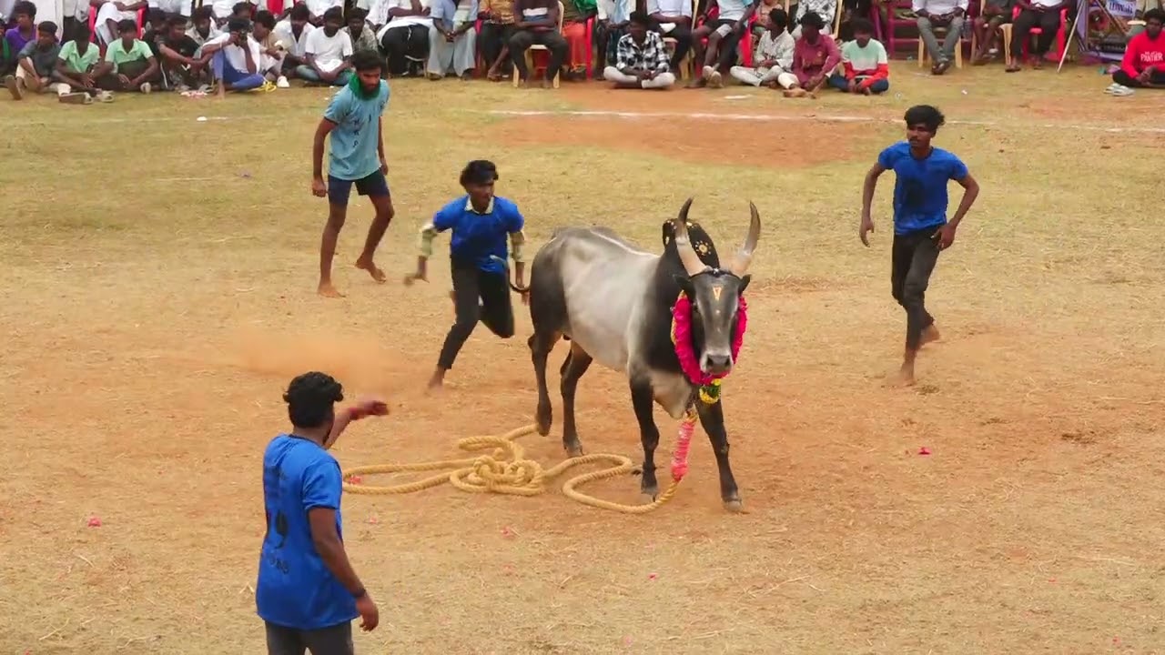 போடி நாயக்கணூர் சதீஸ்குமார் உப்சி காளை Vs தேவன்பட்டி MKP நண்பர்கள் குழு | PK Media