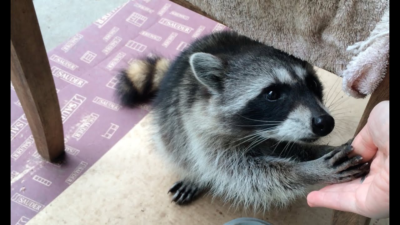 Fred the Friendly Raccoon - Part 34 Gracie