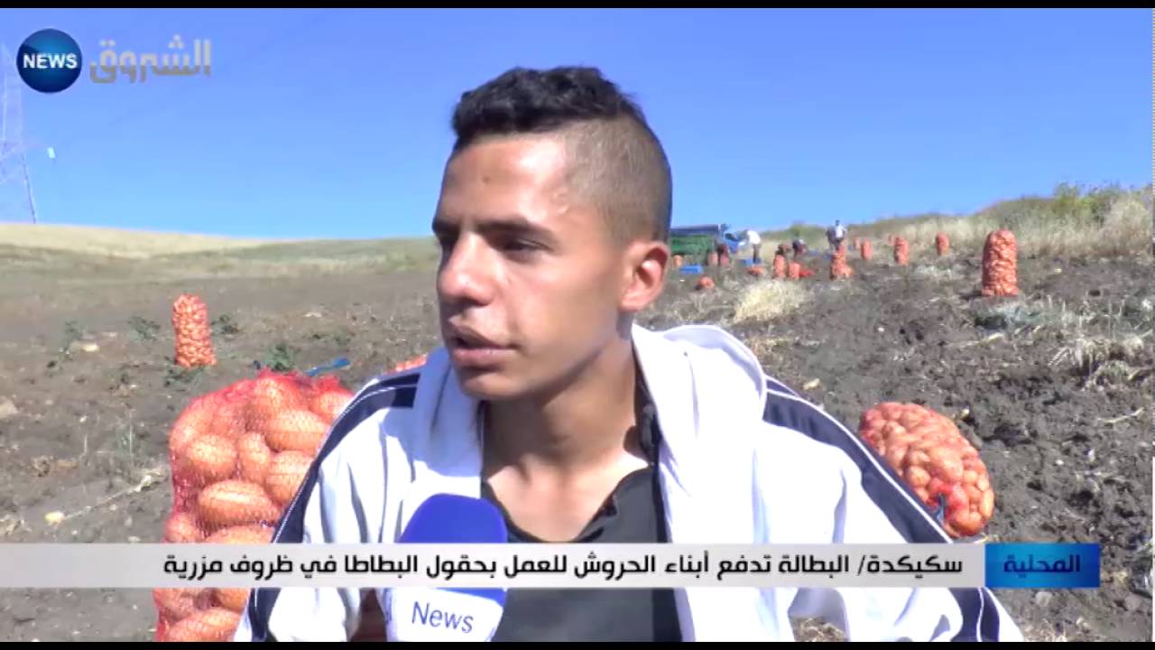 سكيكدة: البطالة تدفع أبناء الحروش للعمل بحقول البطاطا في ظروف مزرية