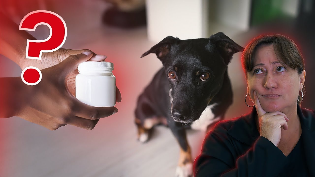 Tudo o que você precisa saber sobre medicamentos para Pets