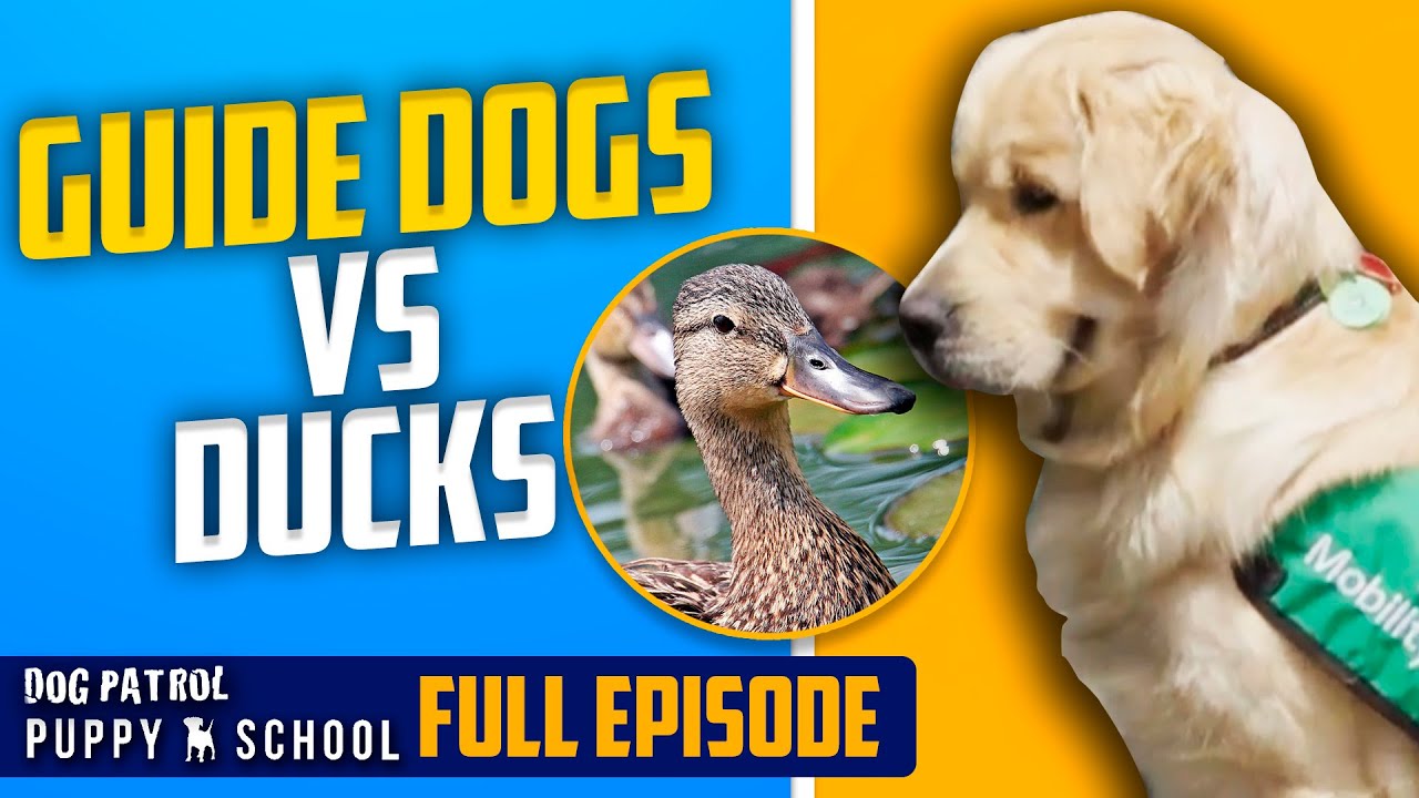 Can These Trainee Mobility Dogs Stay Focused On The Job?  | Puppy School - Season 1 Episode 3