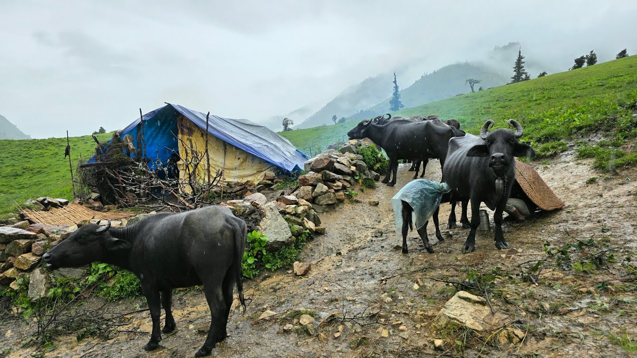 Himalayan Village Life in Heavy Rain Season | Daily Activities People In Village Lifestyle 