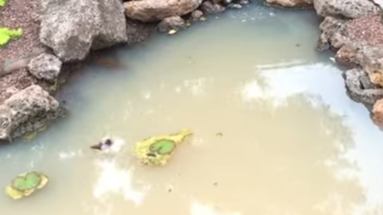 TXHAIS NPAU SUAV, pom dej qias neeg tsis huv hauv npau suav yog khaub thuas kev nyuaj siab tsi zoo